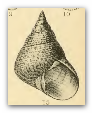 File:Cantharidus opalus 001.png