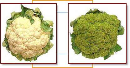 File:Cauliflower broccoflower.jpg