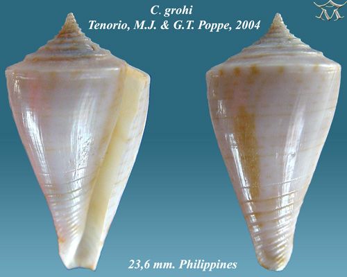 File:Conus grohi 1.jpg