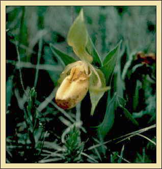 File:Cypripedium.calceolus.web.jpg