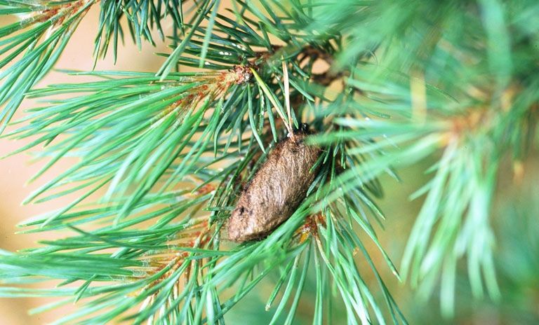 File:Dendrolimus pini pupa.jpg