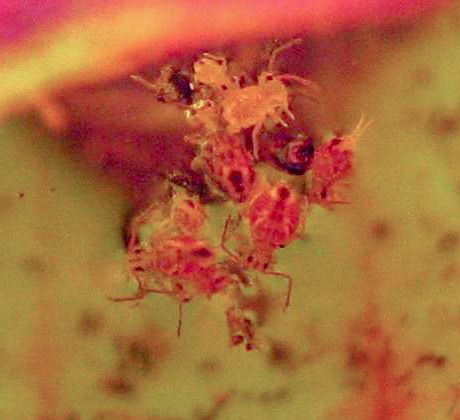 File:Dicyrtomina minuta.jpg