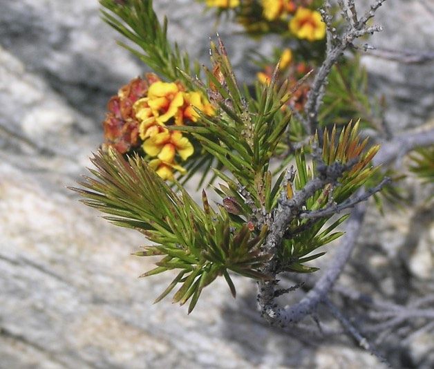 File:Dillwynia pungens foliage.jpg