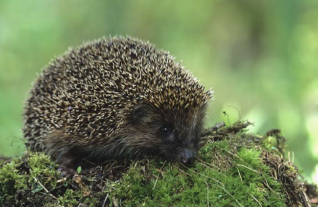 File:Erinaceus europaeus (Marek Szczepanek).jpg