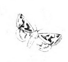 File:Euclidia fortalitium.jpg