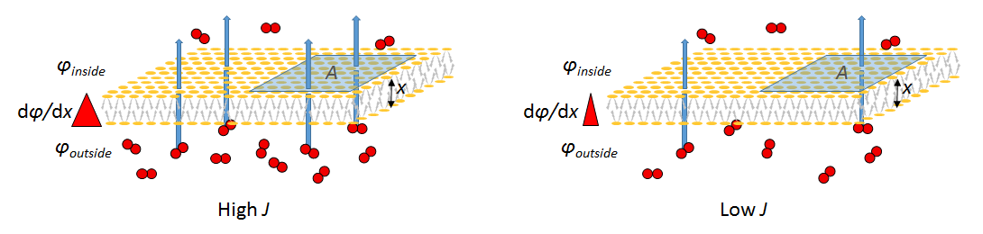 Fig. 1. Fick's law for gas-exchange surface