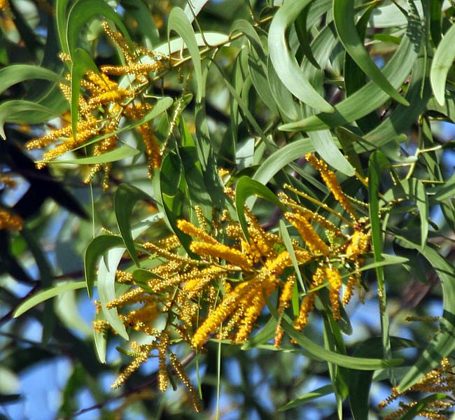 File:Flowers & leaves I IMG 8639.jpg