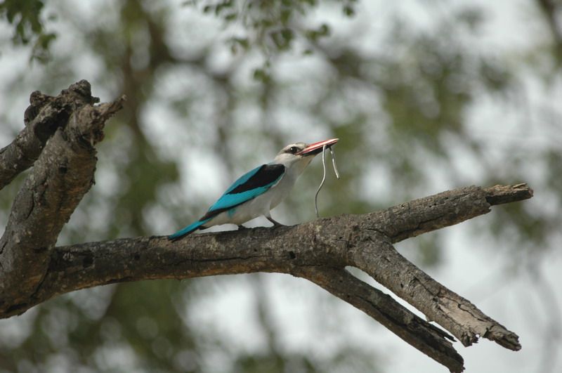 File:Halcyon senegalensis prey.jpg