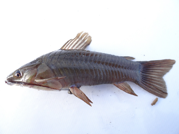 File:Hoplosternum magdalenae.png