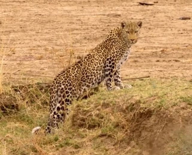 File:Leopard in Zambia.jpg