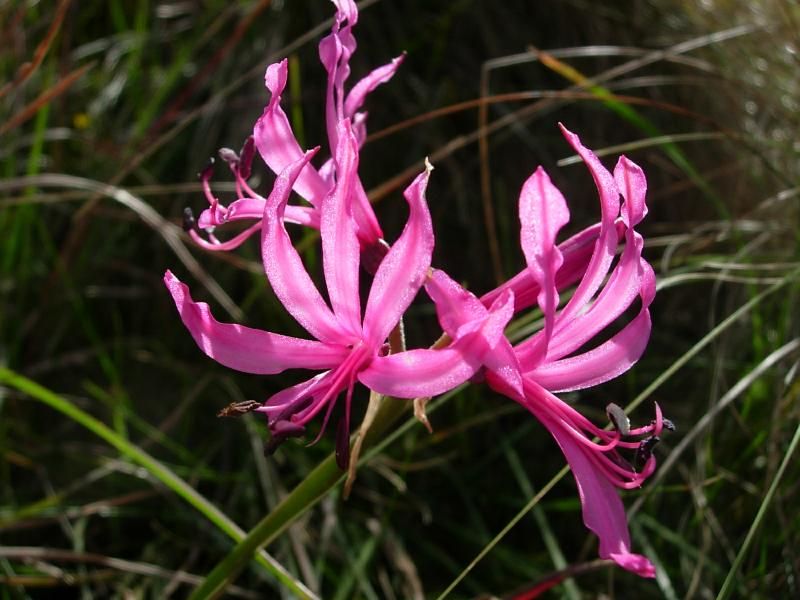 File:Nerine angulata25-04-07.jpg