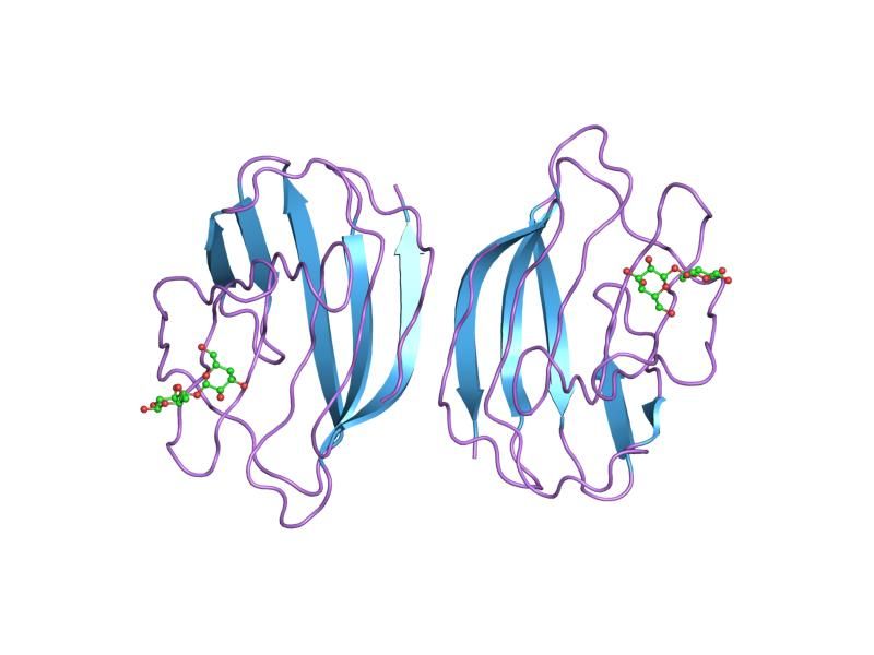 File:PDB 1hlc EBI.jpg