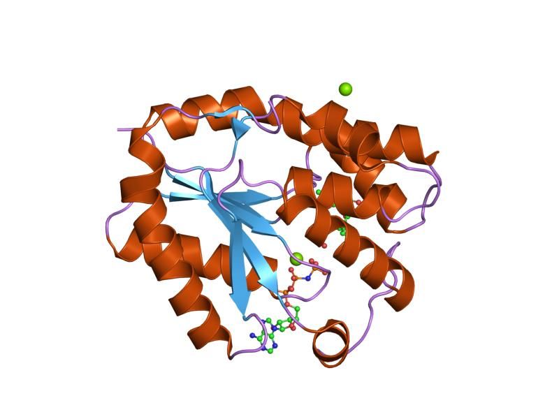 File:PDB 1nmz EBI.jpg