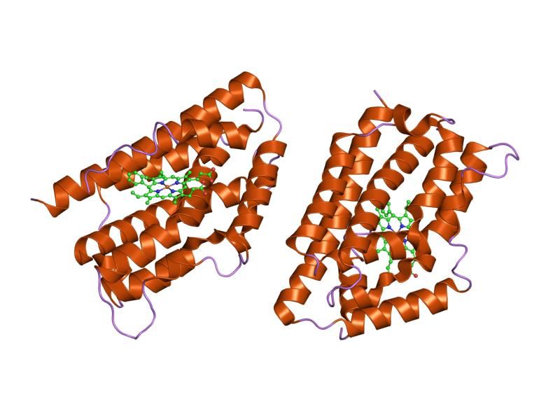 File:PDB 1t5p EBI.jpg