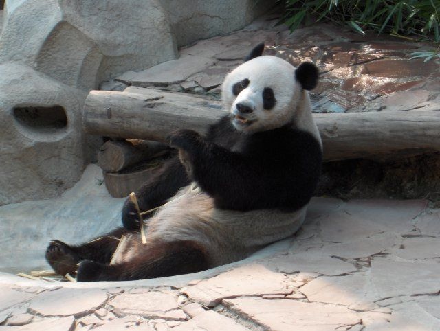 File:Panda at ChiangMai zoo-KayEss-1.jpeg