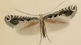 File:Parornix torquillella.JPG