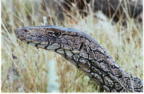 File:Perentie closeup.png