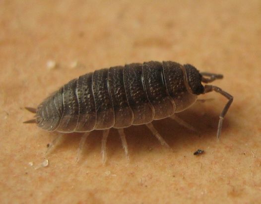 File:Porcellio-scaber-29-04-2008-083.jpg