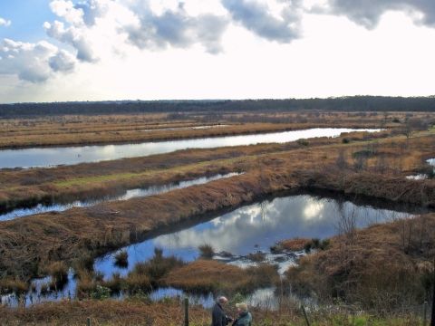 File:Risley moss nature reserve.jpg