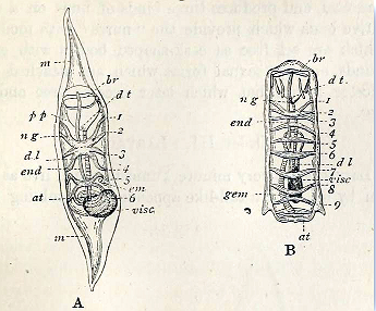 File:Salpa fusiformis 001.png