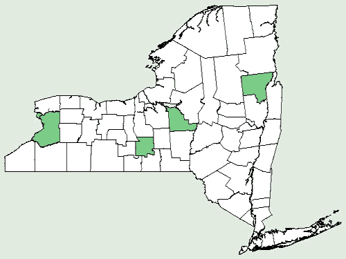 File:Silphium perfoliatum var perfoliatum NY-dist-map.png