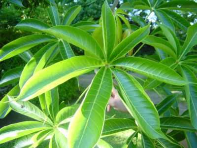 File:Sterculia-foetida-feuilles.jpg