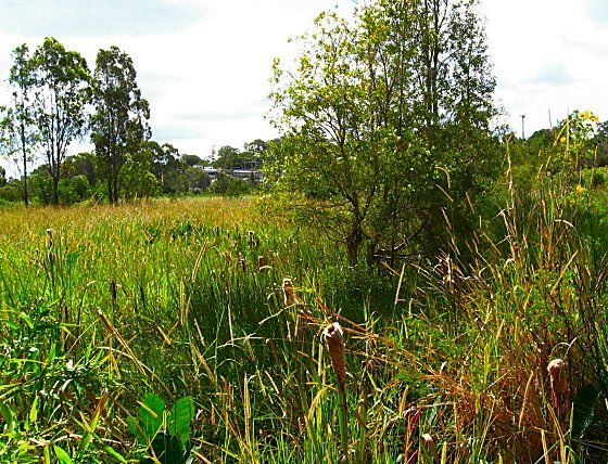 File:Sunnybank lowlands Typha.jpg