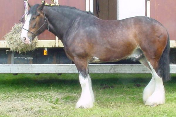 File:Aa shirehorse.jpg