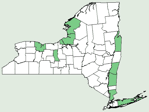 File:Agalinis paupercula var paupercula NY-dist-map.png