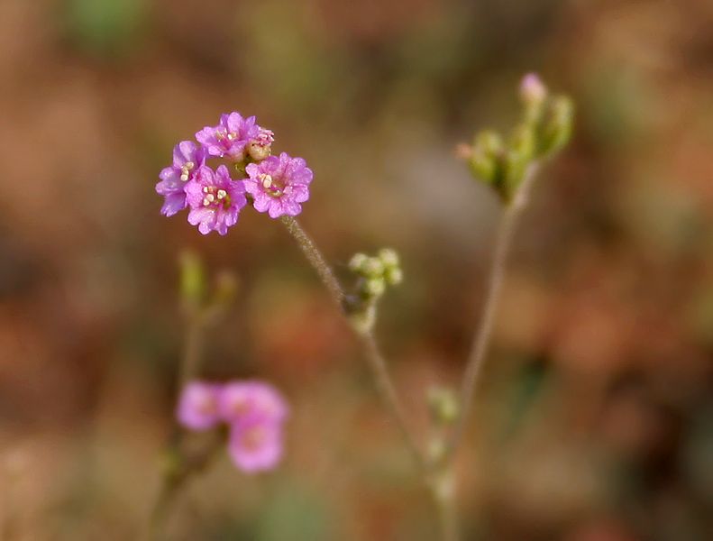 File:Boerhavia diffusa in AP W IMG 8081.jpg