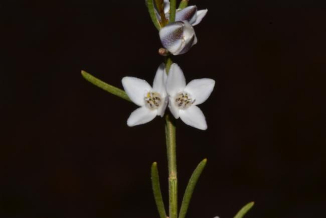 File:Boronia subsessilis.jpg