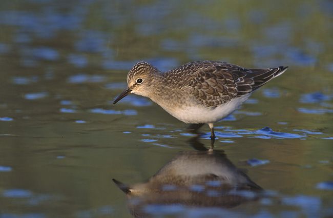 File:Calidris temminckii 2 (Marek Szczepanek).jpg