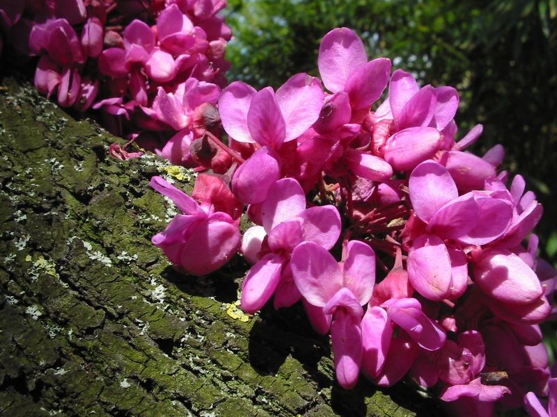 File:Cercis siliquastrum.jpg