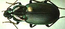 File:Chlaenius pimalicus.jpeg