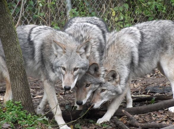 File:Coywolf hybrids.jpg