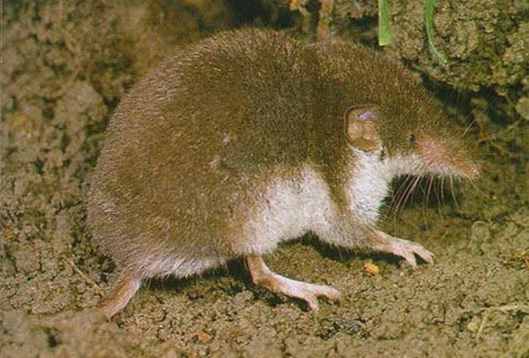 File:Crocidura leucodon.JPG