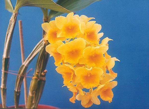 File:Dendrobium-densiflorum.jpg