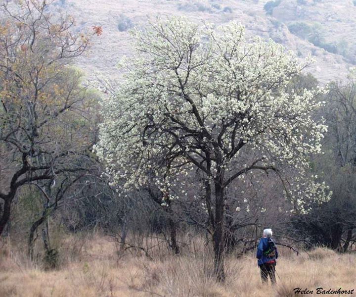 File:Dombeya rotundifolia00.jpg