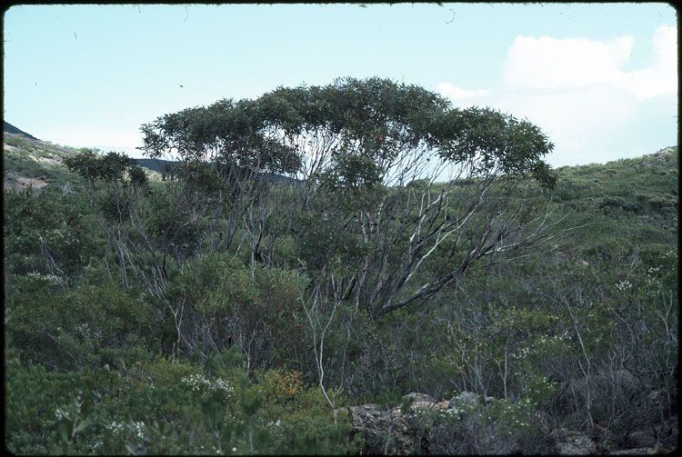 File:Eucalyptus aquilina habit.jpg