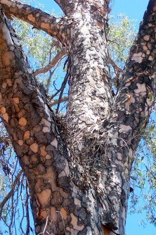 File:Flindersia maculosa Mt Oxley.JPG