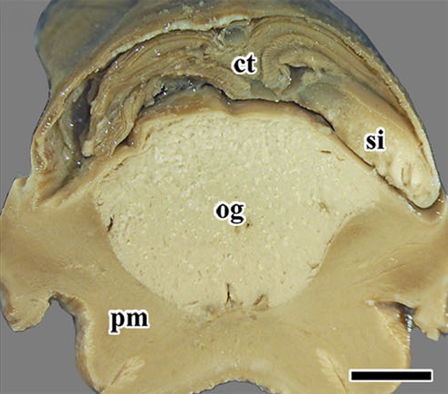 File:Gigantopelta chessoia 2.png