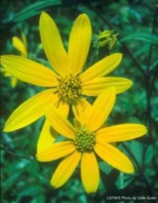 File:Helianthus schweinitzii.jpg