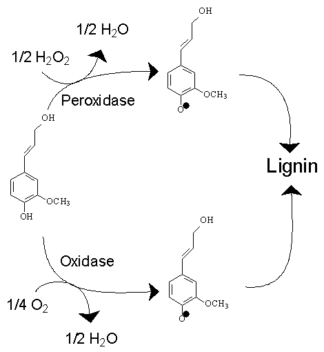 File:LigninPolymerisation.png