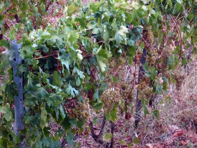 File:Malvasia grapes on the vine.jpg