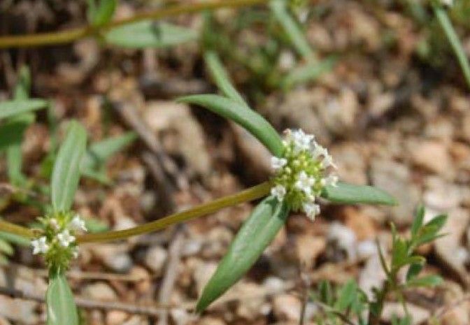 File:Mitracarpus polycladus.jpg