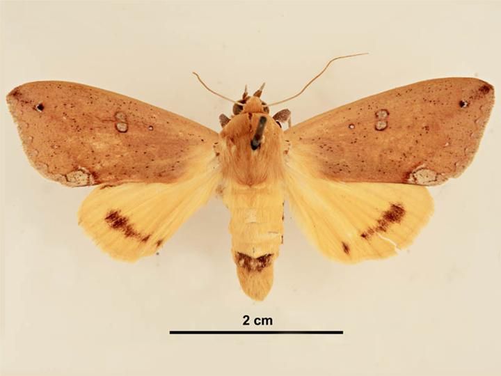 File:Ophiusa discriminans male dorsal.jpg