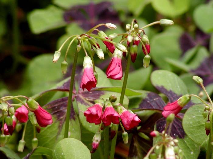 File:Oxalis tetraphylla.jpg