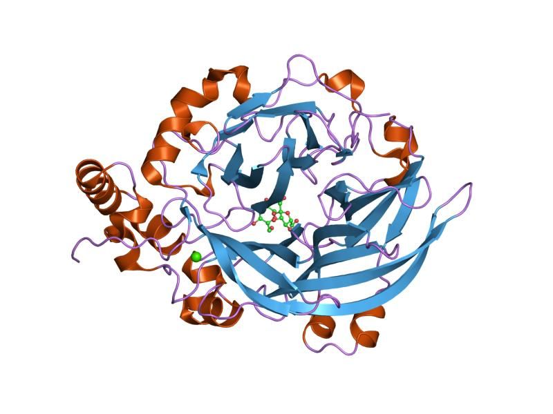 File:PDB 1pt2 EBI.jpg