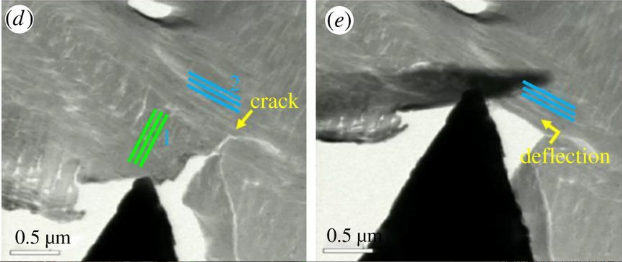 File:Picoindentation of Bouligand Structure.png