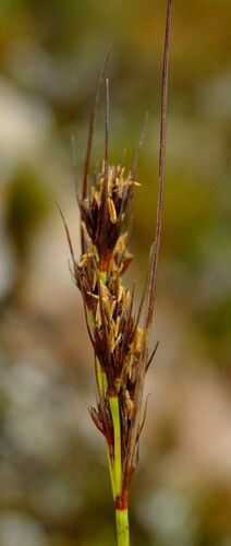 File:S crassus inflorescence-NH.jpg